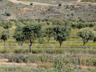 Afectacions del canvi climàtic en l’agricultura: previsió dels efectes i estratègies de mitigació