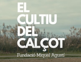 El cultiu del calçot