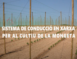 Sistema de conducció en xarxa per al cultiu de mongetes de mata alta