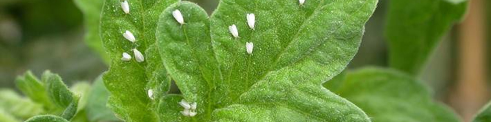 plaga en una plantació